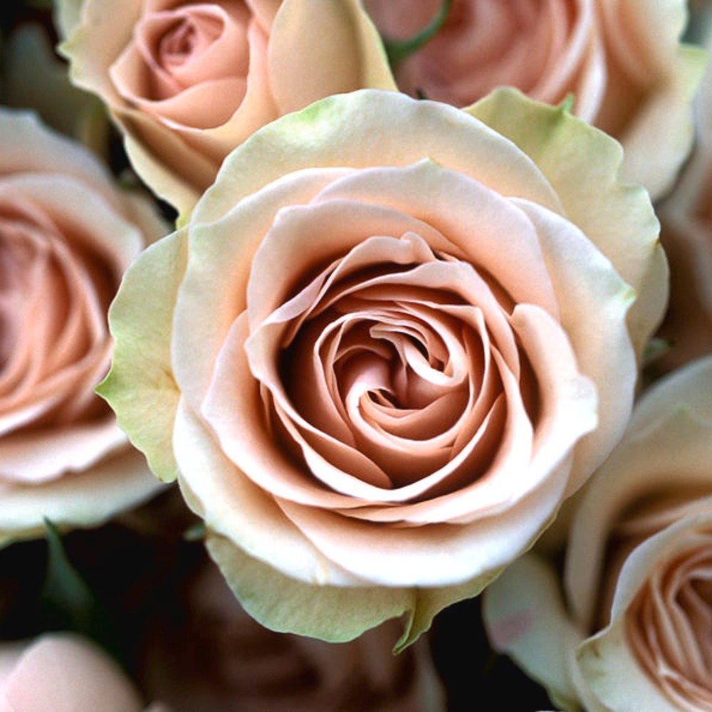 Meet your Posher, Bears9590